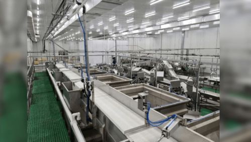俄日產(chǎn)10條柜魚類加工新廠啟動,未來將沖擊中國進(jìn)口加工行業(yè)